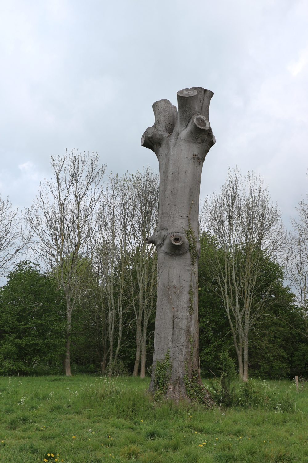 Totem Pole Tree