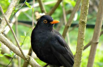 Blackbird On The Watch By Rita Egan