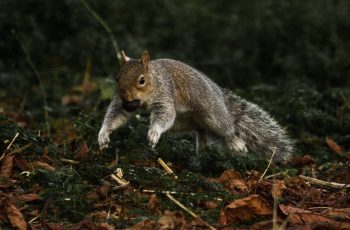 Squirrel In A Hurry By Bonny Haughey