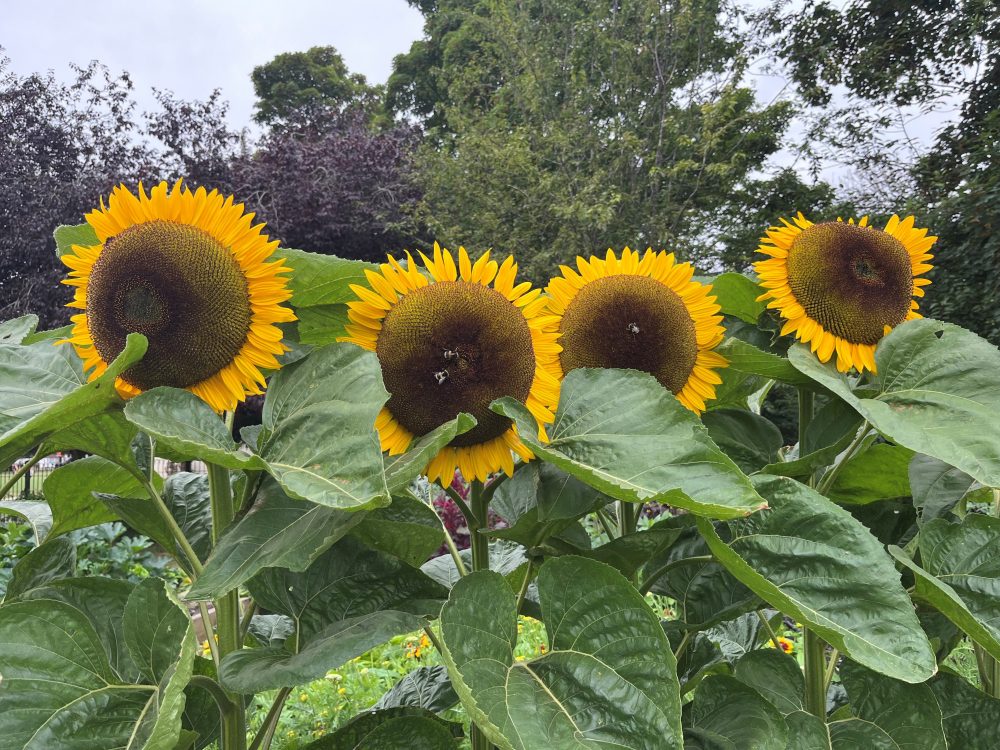 Giant sunflowers 3