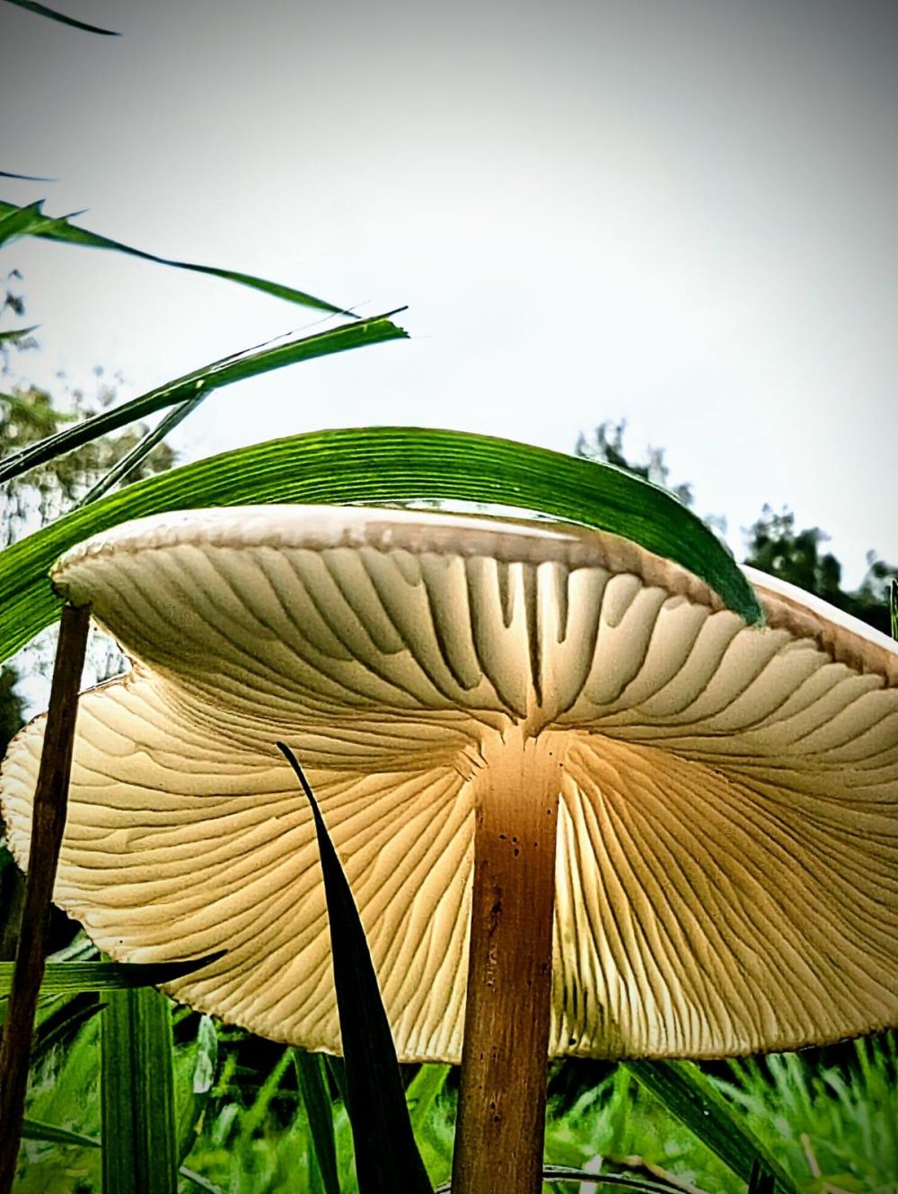 Light through the mushroom Julie Card