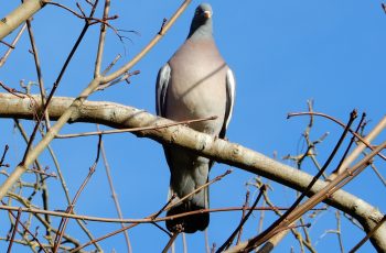 Wood Pidgeon by Lesley Cashell
