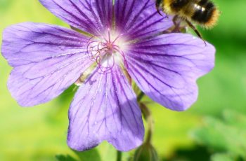 Bee On A Flower By Mark Hogan