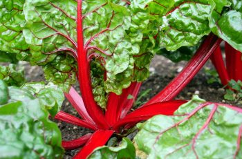 Lovely Chard By Helen Pocock