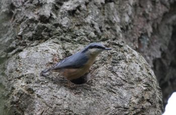 Nuthatch Waking Up To The New Season By Simon Brown