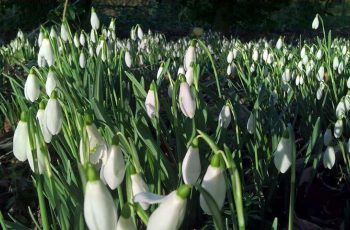 Snowdrops by Andy Godly