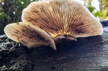 Angels in mushroom form Julie Card