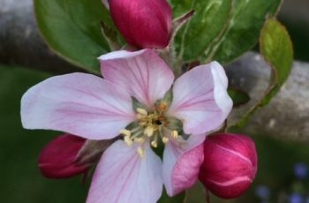 Apple Blossom Cindy Lea