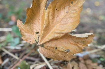 Claire Denton First Fallen of Autumn