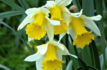 Daffodils In The Formal Garden By Rita Egan
