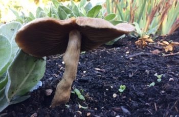 Fungus Cindy Lea
