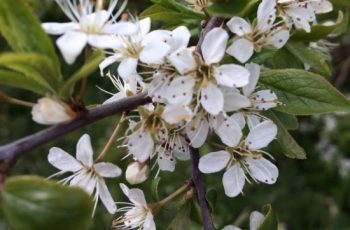 Hawthorn Blossom Cindy Lea