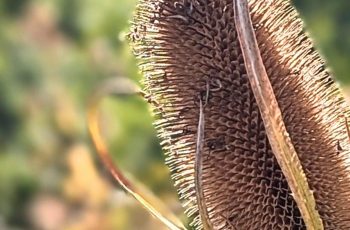 Julie Card Every teasel had a silver lining