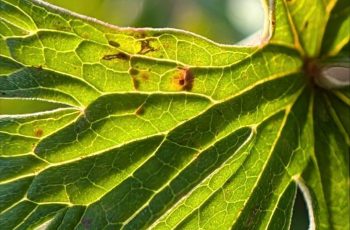 Julie Card Leaf of many contours