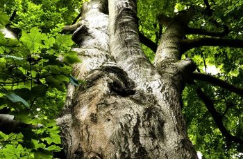 Julie Card Light on gnarly tree