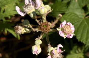 Late Blackberry Flowers By Helen Pocock