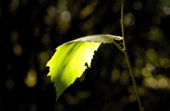 Light On A Leaf By Helen Pocock