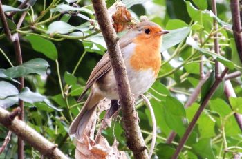 Robin by Lesley Cashell