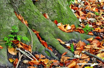 Roots and Leaves Rita Egan