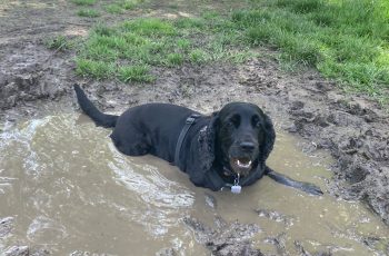 Ruby having a cool down by Lucy Lawrence