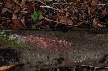 Sally Gray - Bright Pink Slime Mould