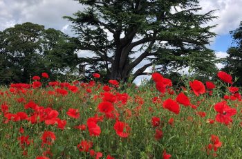 Sharon Pullan Poppies In The Park 2