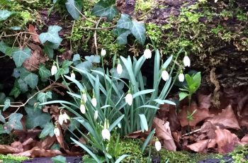 Snowdrops-Growing-by-a-log-Cindy-Lee
