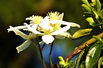 White Flower On The Edge Of The Park By Rita Egan